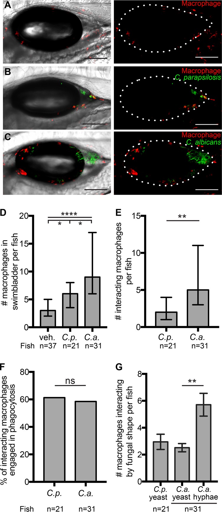 FIG 6