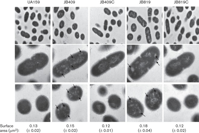 Fig. 6. 