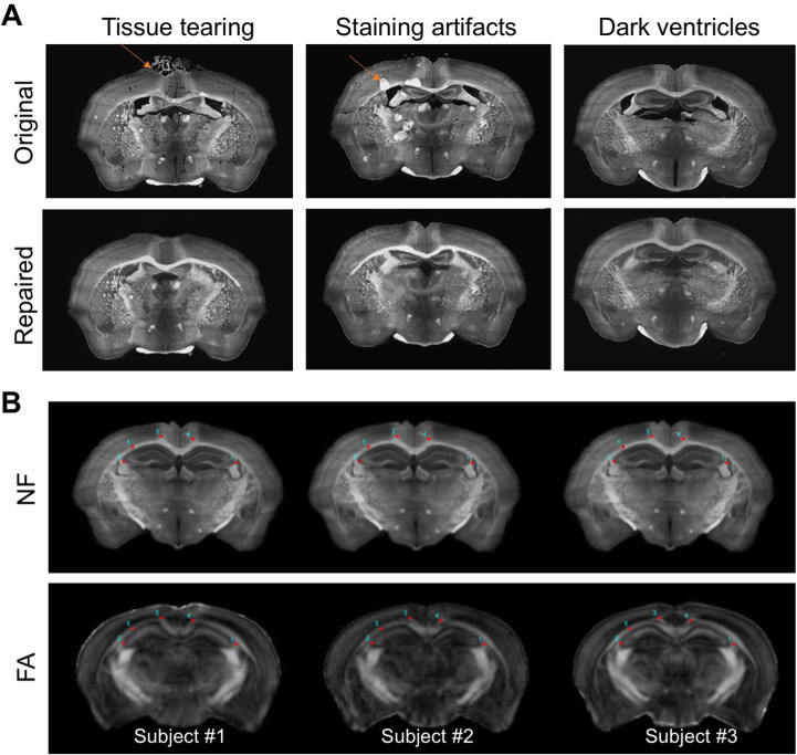 Figure 3—figure supplement 1.