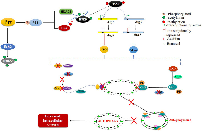 Figure 6