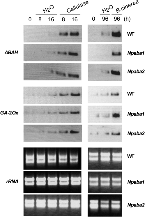 Figure 6.