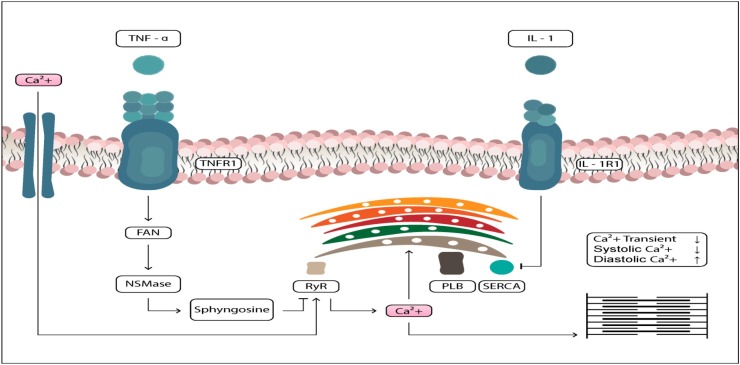 Fig. 2