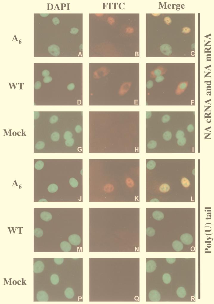 FIG. 7