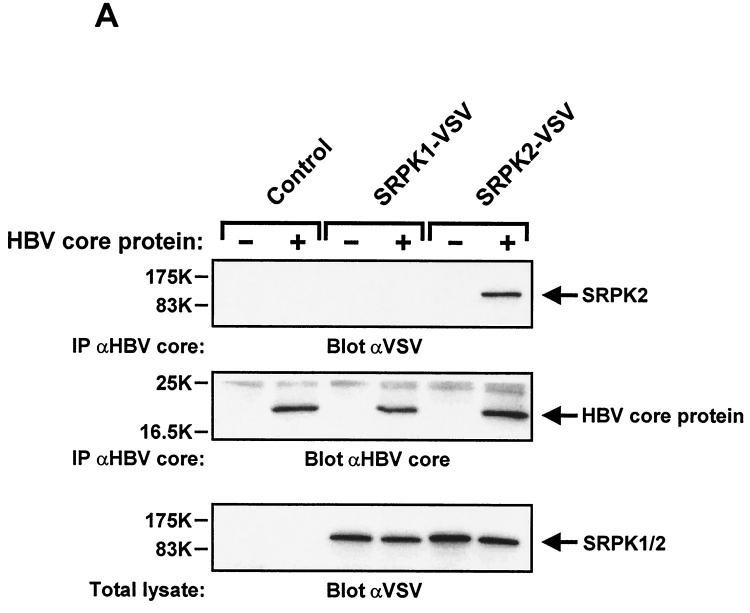 FIG. 9.