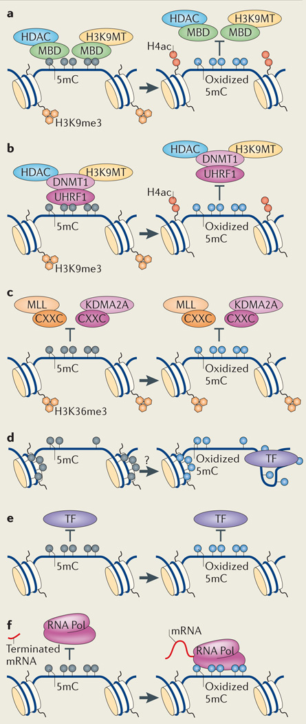 Box 4|Effects of hydroxymethylation on methylation-based silencing