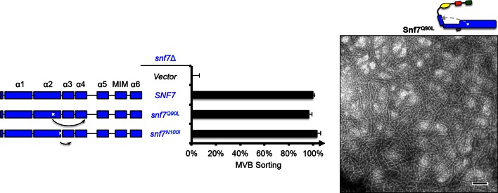 Figure 1—figure supplement 4.