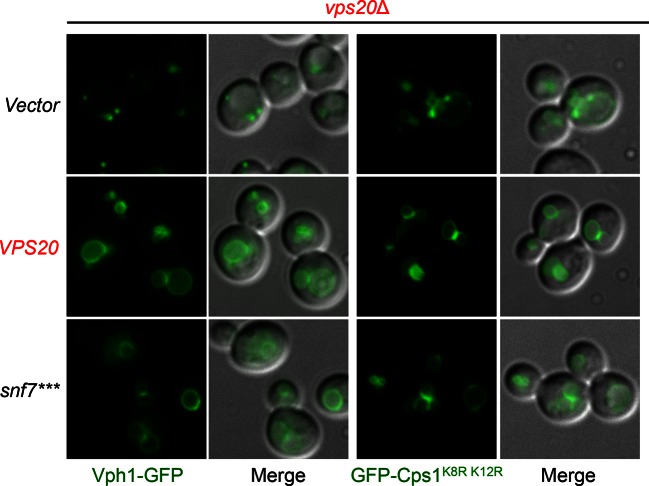 Figure 3—figure supplement 7.