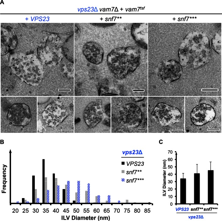 Figure 3—figure supplement 6.