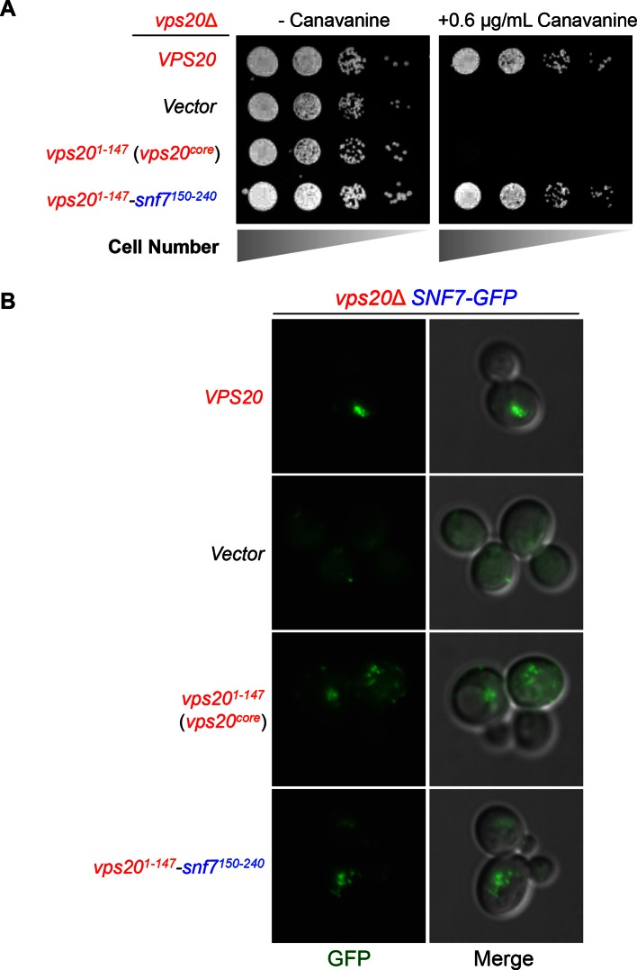 Figure 1—figure supplement 2.