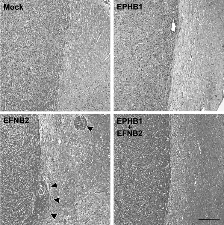 Fig. 7.