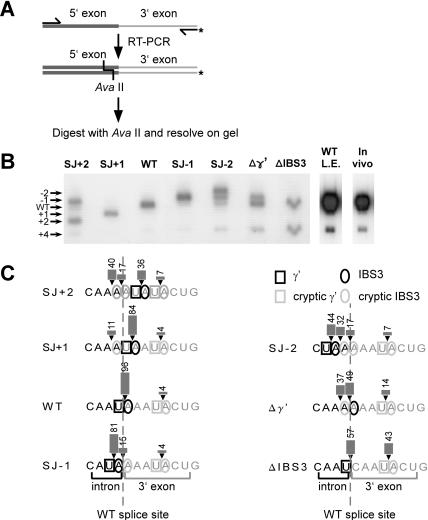 FIGURE 3.