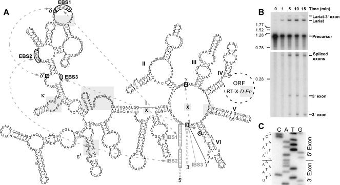 FIGURE 1.