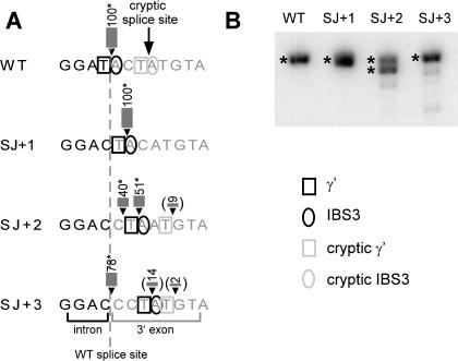 FIGURE 4.