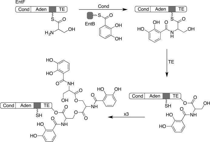 FIGURE 1.