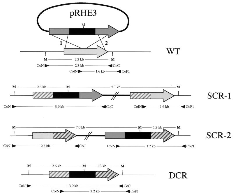 FIG. 3