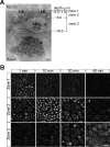 Figure 1—figure supplement 1.