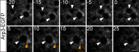 Figure 7—figure supplement 4.