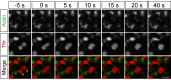 Figure 7—figure supplement 3.