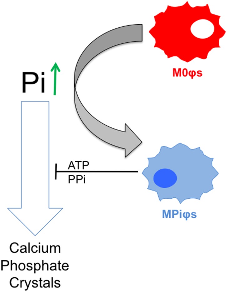 Fig 7