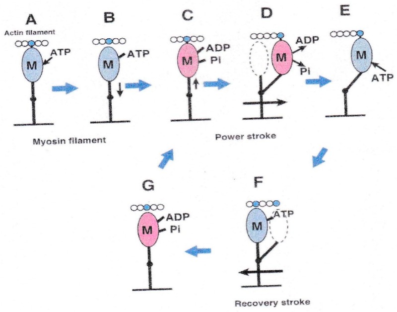 Figure 21