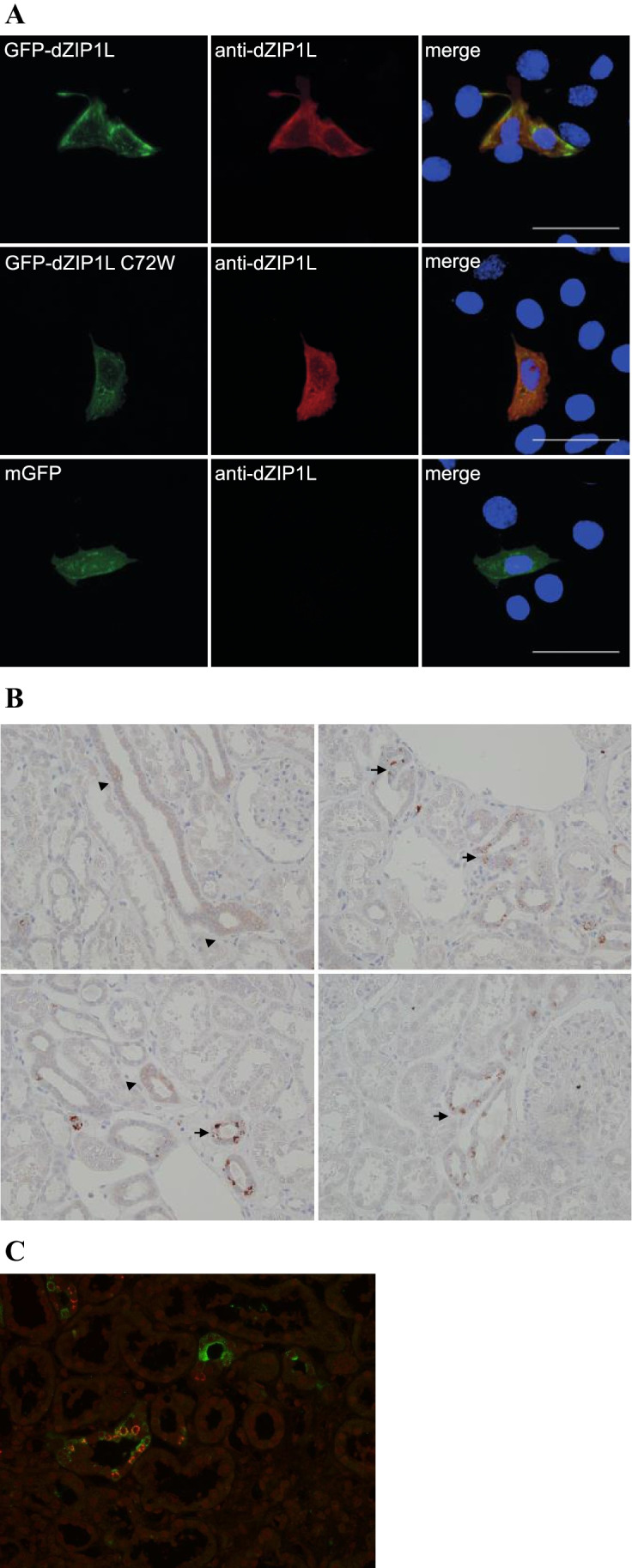 Fig. 2