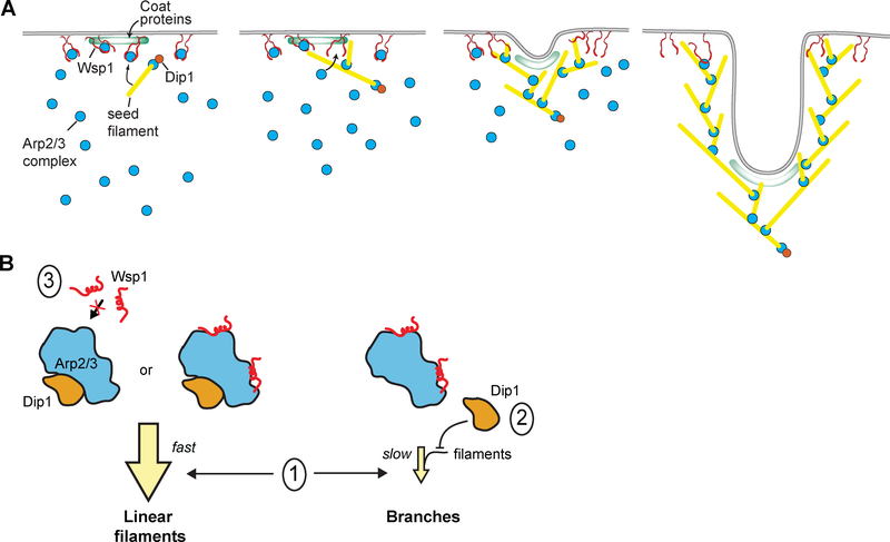 Figure 4: