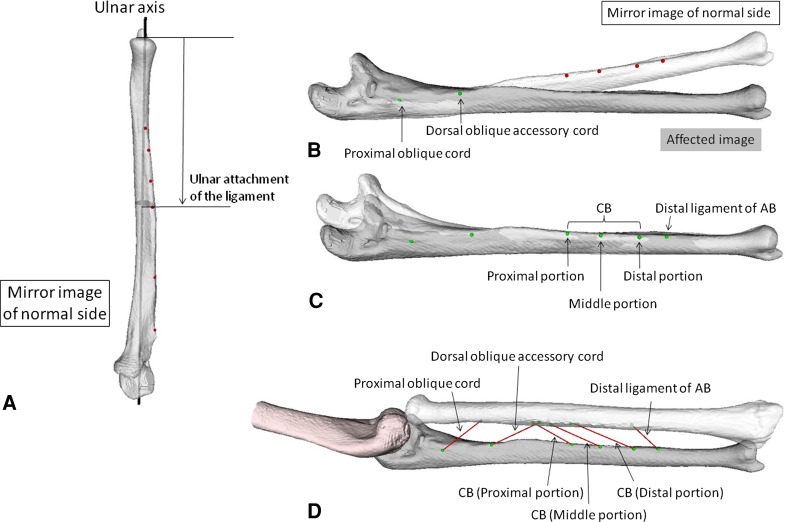 Fig. 2A–D