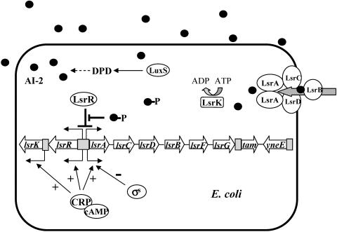 FIG. 7.