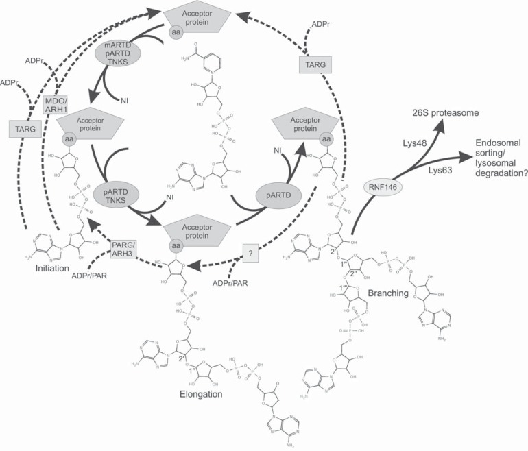 Fig. (2)