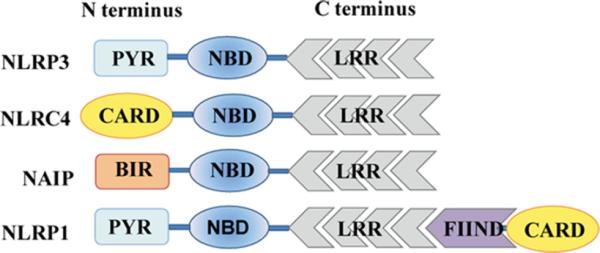 FIGURE 1