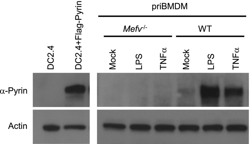 Fig. S5.