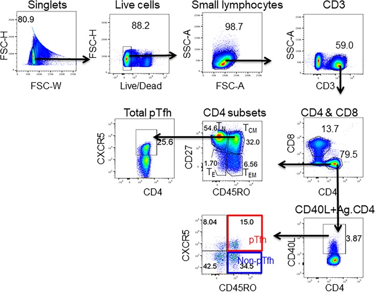 Figure 2—figure supplement 1.