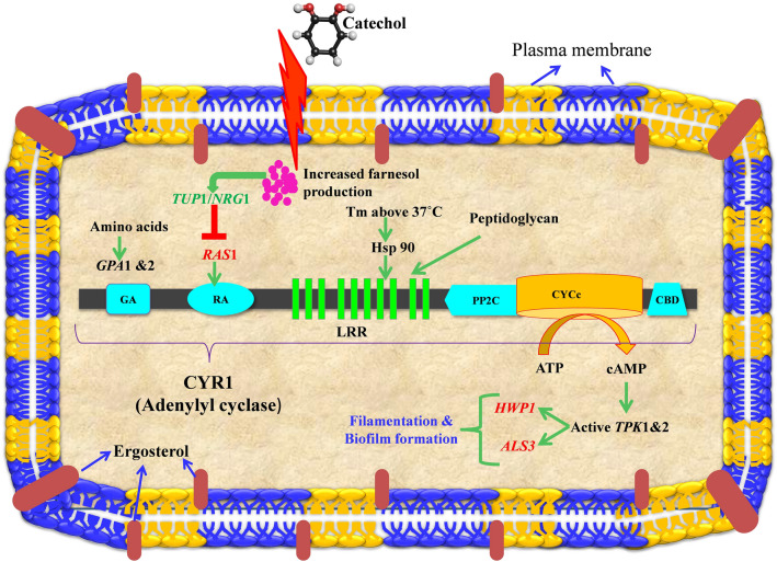 Figure 17