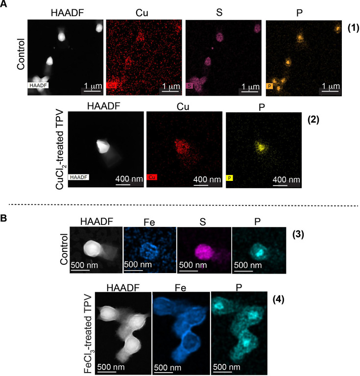 HAADF and elemental mapping images depicting copper, sulfur, phosphorus, and iron distribution in control and treated samples. Samples highlight localized elemental changes after CuCl₂ and FeCl3 exposure, with visible differences in particle composition.