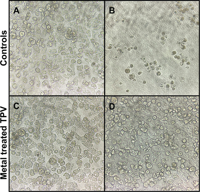 Four microscope images of cells: uninfected cells, TPV without metal, and TPV treated with CuCl₂ and FeCl₃. Cells treated with metals depict distinct structural changes compared with controls.