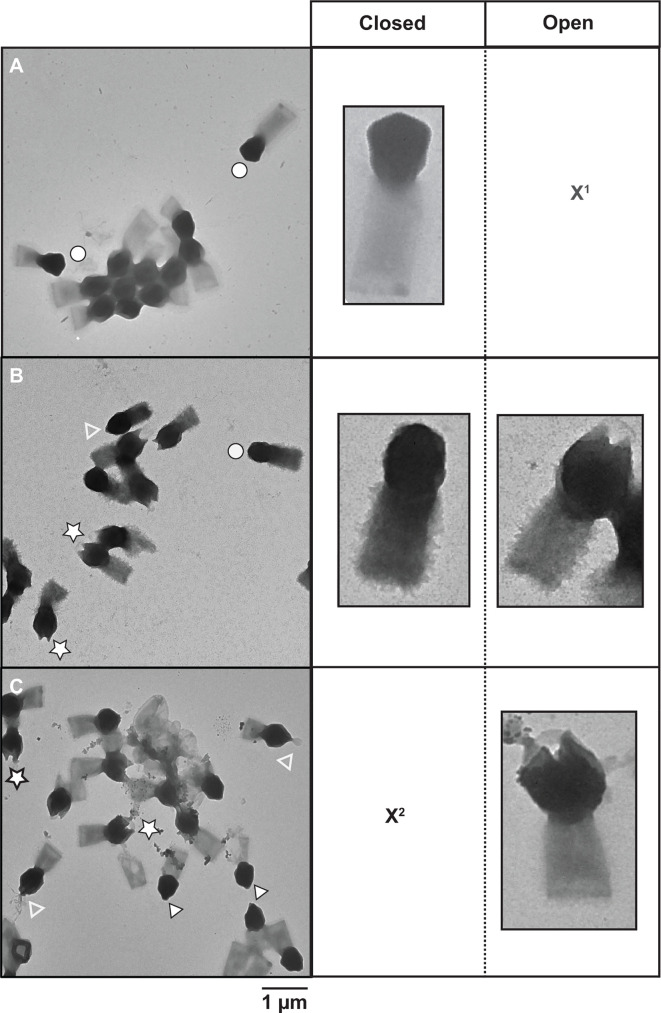 TEM images depict Tupanvirus in three distinct conditions. Different structural states of the virion with zoom-ins on individual virus particles marked by circles and stars.