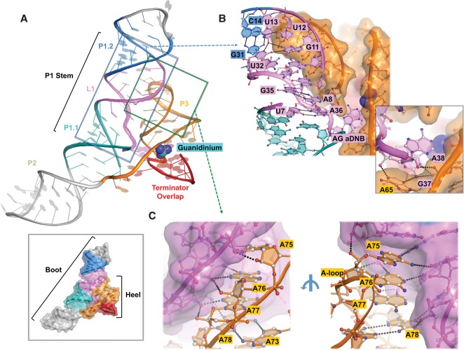 FIGURE 2.