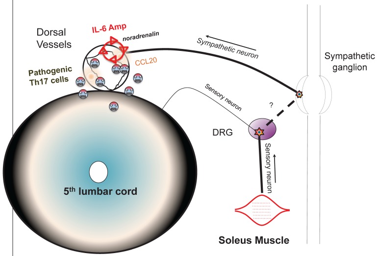 Figure 19