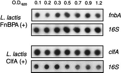 FIG. 1