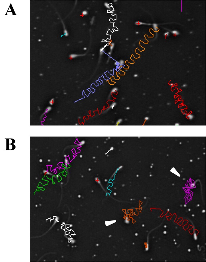 Fig. 4.