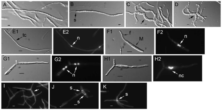 Fig. 8