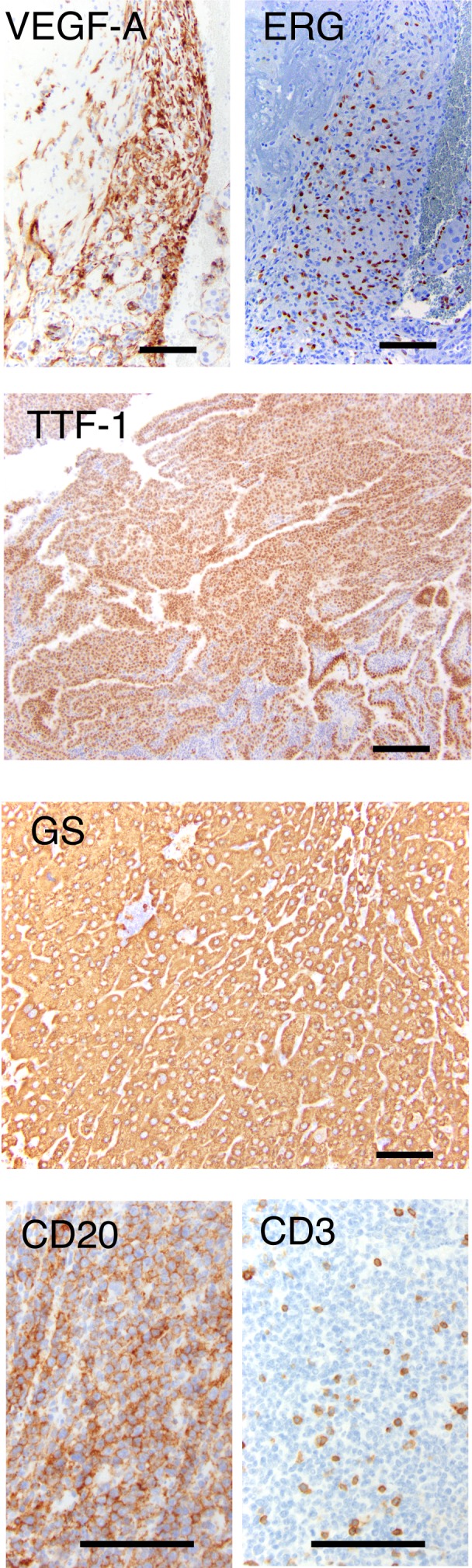 Figure 1—figure supplement 10.