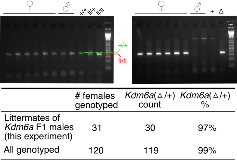 Figure 1—figure supplement 2.