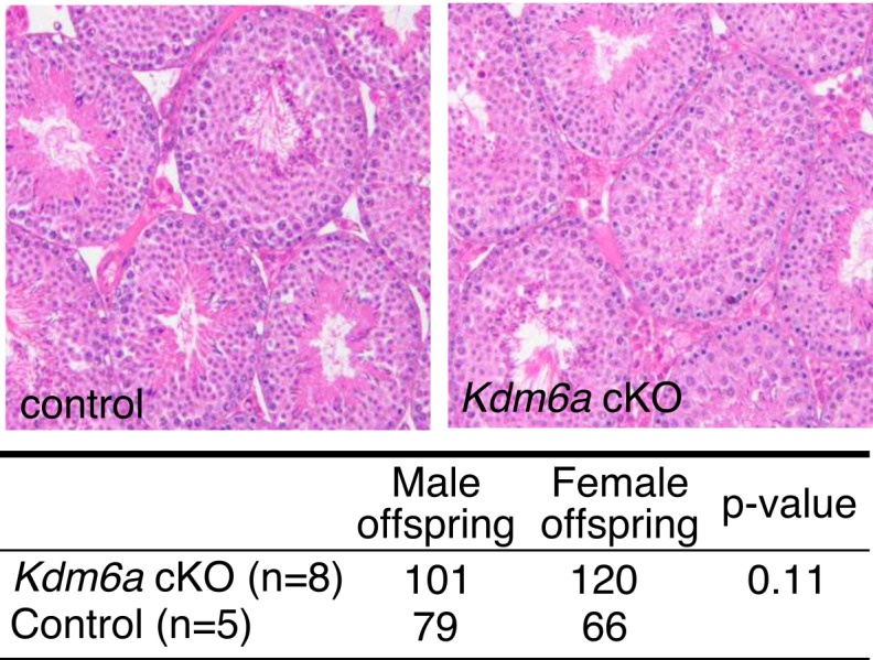 Figure 1—figure supplement 1.