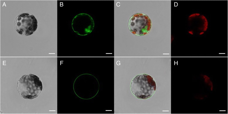 Fig. 6