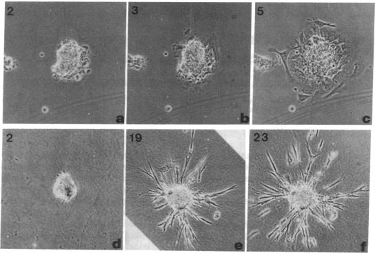 graphic file with name pnas01069-0097-a.jpg