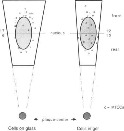 graphic file with name pnas01069-0099-a.jpg