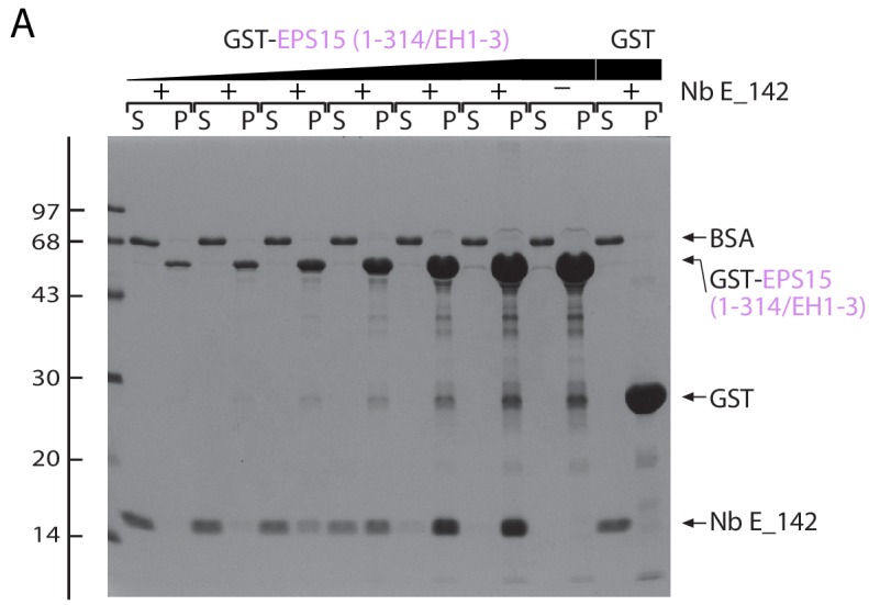 Figure 3—figure supplement 1.