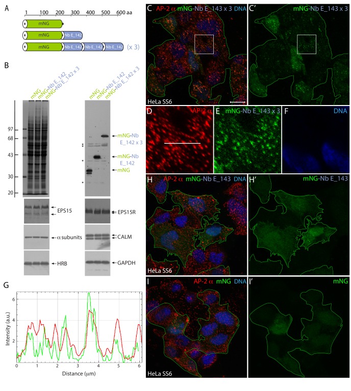 Figure 4—figure supplement 1.