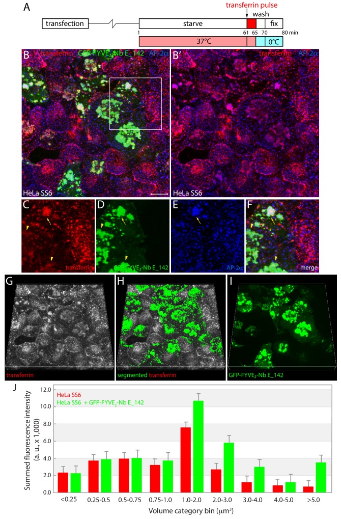 Figure 5—figure supplement 1.